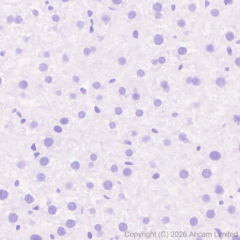 Immunohistochemistry (Formalin/PFA-fixed paraffin-embedded sections) - Anti-Peptide YY/PYY antibody [EPR21011-6R] (AB325645)