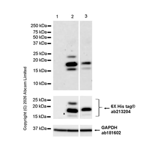 Western blot - Anti-Peptide YY/PYY antibody [EPR21011-6R] (AB325645)