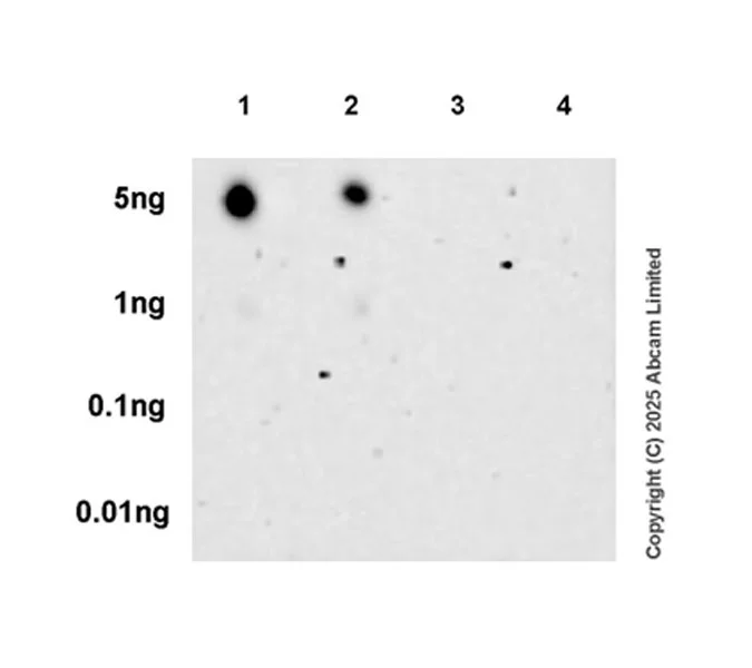 Dot Blot - Anti-Peptide YY/PYY antibody [EPR21011-6R] - BSA and Azide free (AB326728)