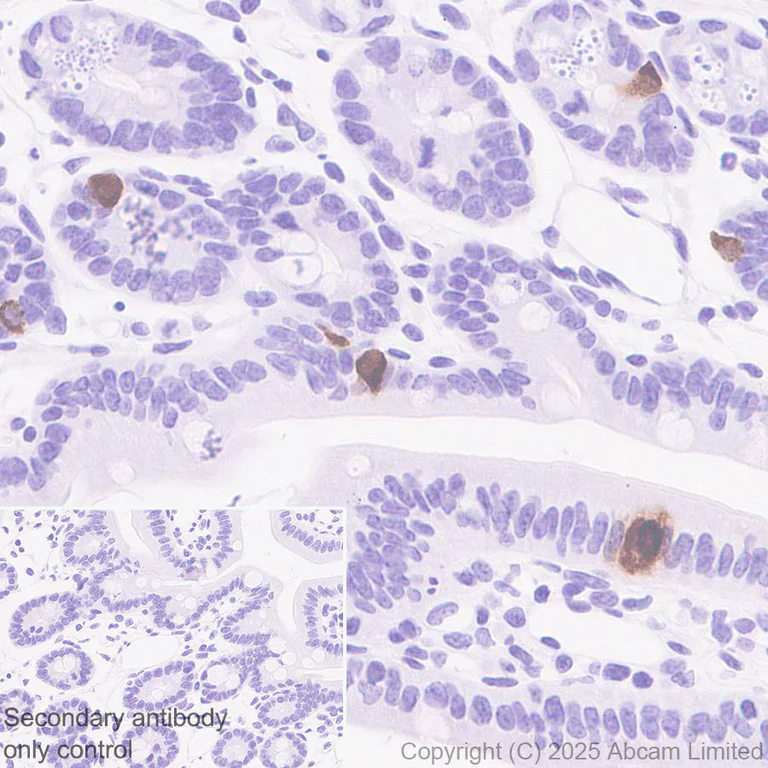 Immunohistochemistry (Formalin/PFA-fixed paraffin-embedded sections) - Anti-Peptide YY/PYY antibody [EPR21011-6R] - BSA and Azide free (AB326728)