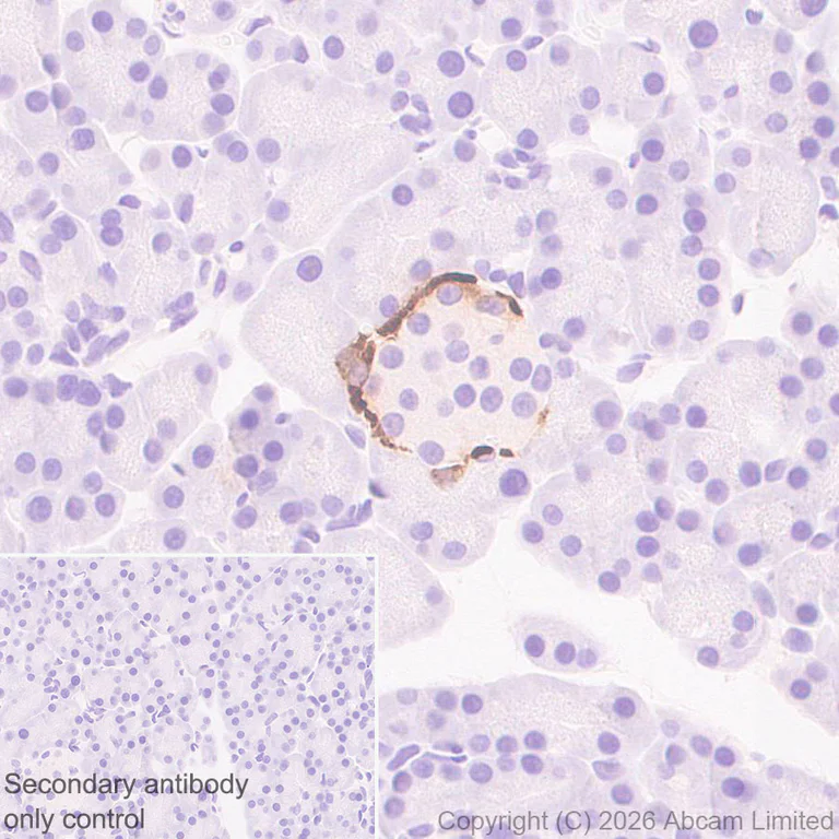 Immunohistochemistry (Formalin/PFA-fixed paraffin-embedded sections) - Anti-Peptide YY/PYY antibody [EPR21011-6R] - BSA and Azide free (AB326728)