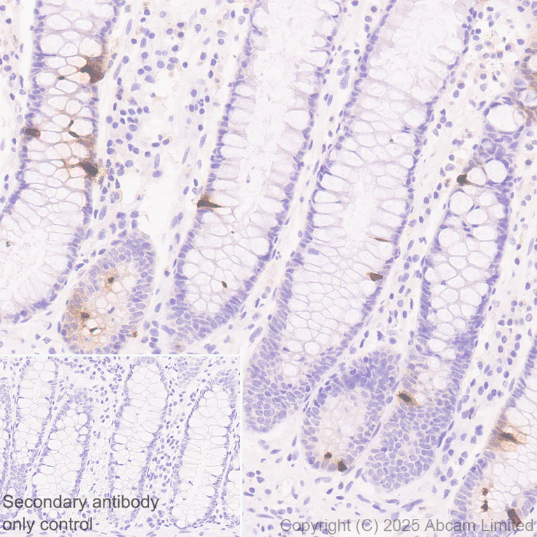 Immunohistochemistry (Formalin/PFA-fixed paraffin-embedded sections) - Anti-Peptide YY/PYY antibody [EPR30490-578] (AB324525)