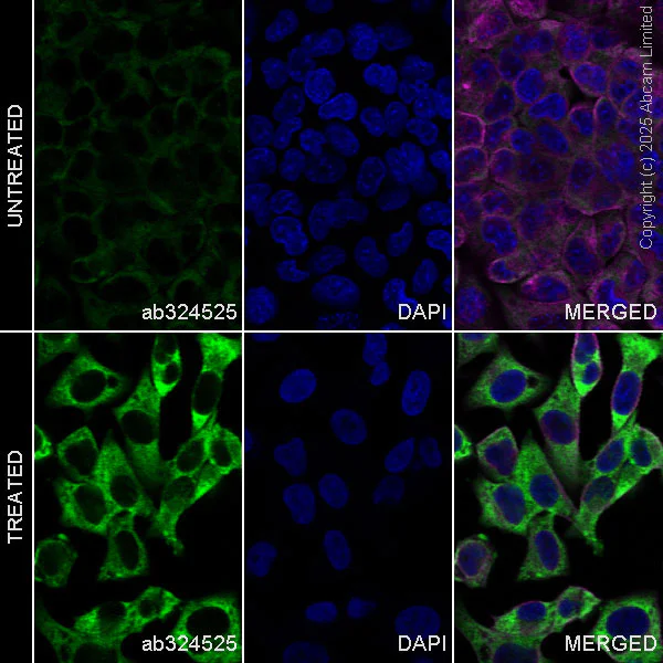 Immunocytochemistry/ Immunofluorescence - Anti-Peptide YY/PYY antibody [EPR30490-578] - BSA and Azide free (AB324534)