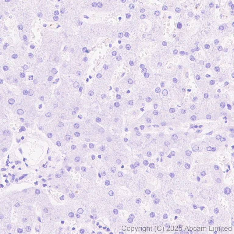 Immunohistochemistry (Formalin/PFA-fixed paraffin-embedded sections) - Anti-Peptide YY/PYY antibody [EPR30490-578] - BSA and Azide free (AB324534)