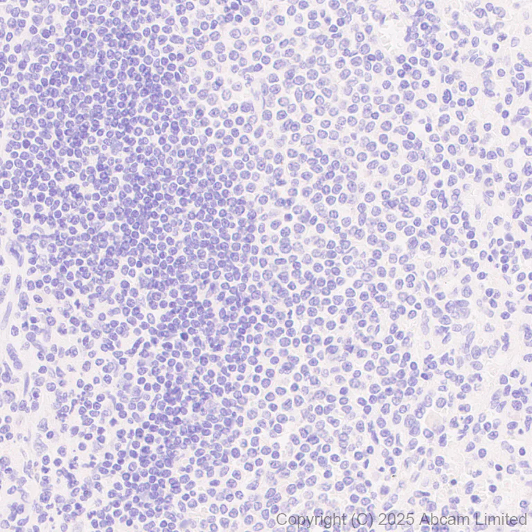 Immunohistochemistry (Formalin/PFA-fixed paraffin-embedded sections) - Anti-Peptide YY/PYY antibody [EPR30490-578] - BSA and Azide free (AB324534)