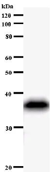 Western blot - Anti-PER1 antibody [2715C2] (AB58886)