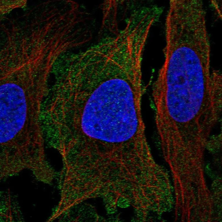 Immunocytochemistry/ Immunofluorescence - Anti-PER1 antibody (AB247078)