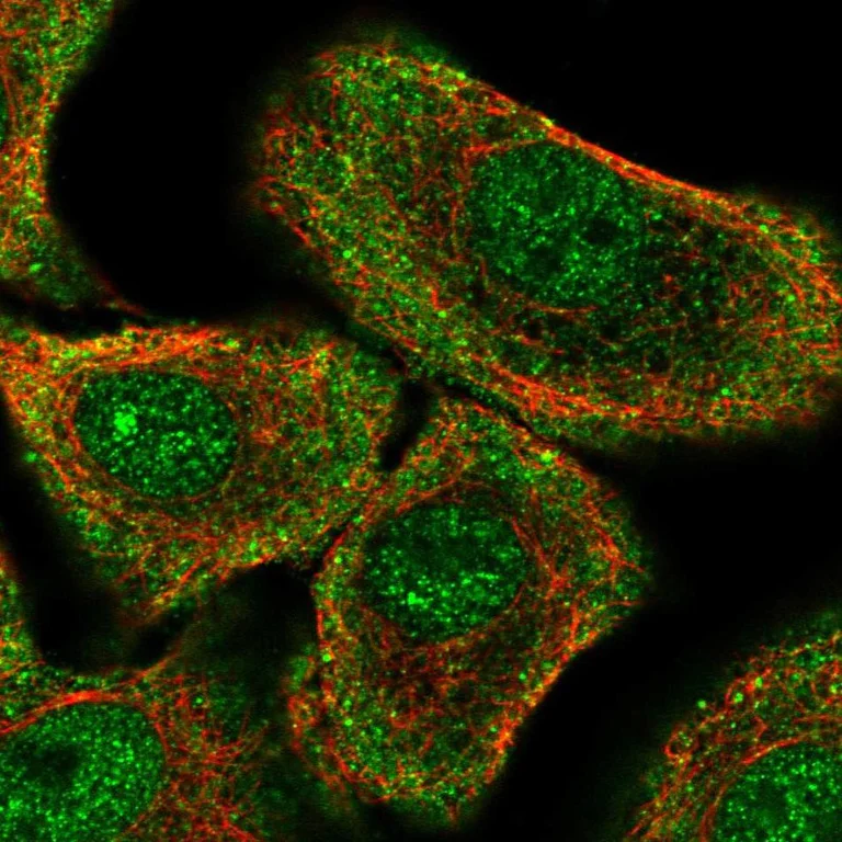 Immunocytochemistry/ Immunofluorescence - Anti-PER1 antibody (AB247158)