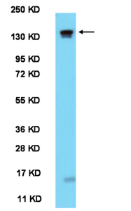 Western blot - Anti-PER1 antibody - N-terminal (AB136451)