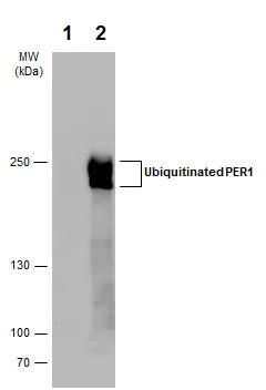 Western blot - Anti-PER1 antibody - N-terminal (AB227872)