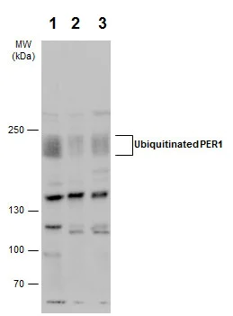 Western blot - Anti-PER1 antibody - N-terminal (AB227872)