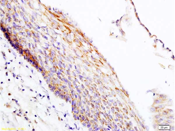 Immunohistochemistry (Formalin/PFA-fixed paraffin-embedded sections) - Anti-PER2 antibody (AB214209)