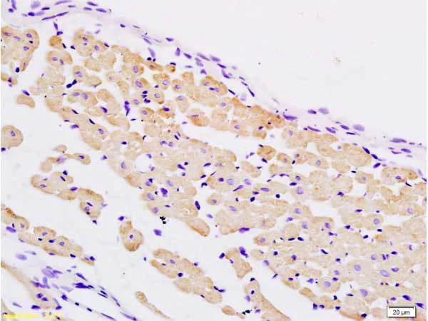 Immunohistochemistry (Formalin/PFA-fixed paraffin-embedded sections) - Anti-PER2 antibody (AB214209)