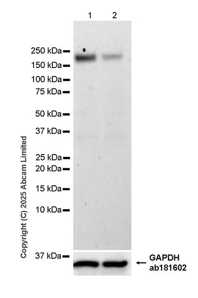 Western blot - Anti-PER2 antibody [EPR28181-56] (AB324161), expandable thumbnail