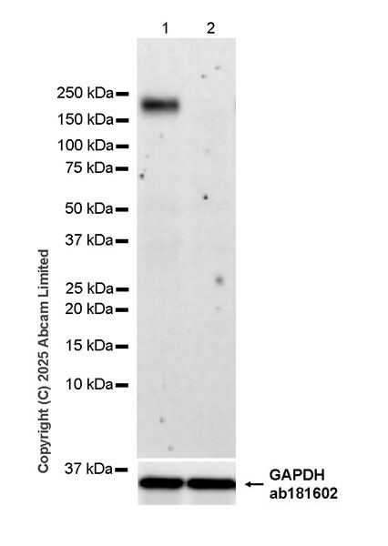Western blot - Anti-PER2 antibody [EPR28181-56] (AB324161), expandable thumbnail