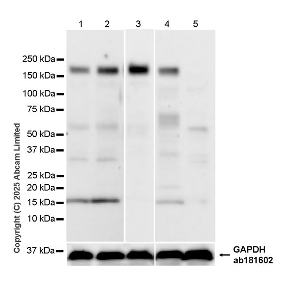 Western blot - Anti-PER2 antibody [EPR28181-56] (AB324161), expandable thumbnail