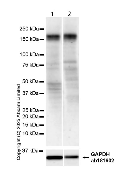Western blot - Anti-PER2 antibody [EPR28181-56] (AB324161), expandable thumbnail