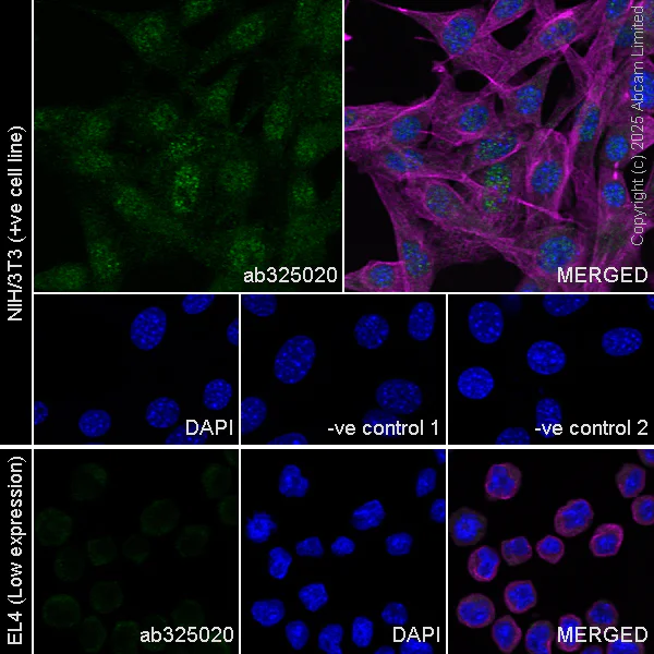 Immunocytochemistry/ Immunofluorescence - Anti-PER2 antibody [EPR28181-60] (AB325020)
