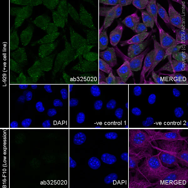 Immunocytochemistry/ Immunofluorescence - Anti-PER2 antibody [EPR28181-60] (AB325020)