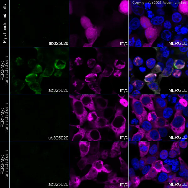 Immunocytochemistry/ Immunofluorescence - Anti-PER2 antibody [EPR28181-60] (AB325020)