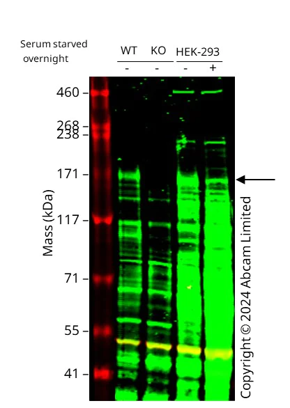 Western blot - Anti-PER2 antibody - N-terminal (AB227727)