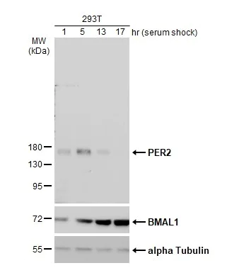 Western blot - Anti-PER2 antibody - N-terminal (AB227727)