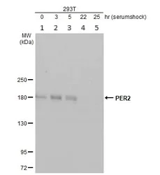 Western blot - Anti-PER2 antibody - N-terminal (AB227727)