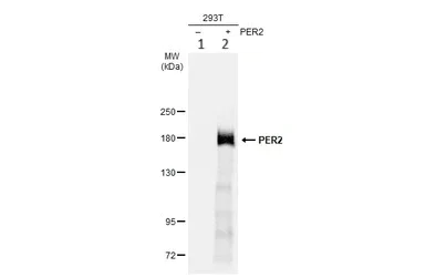 Western blot - Anti-PER2 antibody - N-terminal (AB227727)