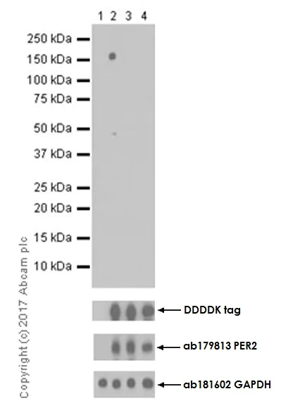 Western blot - Anti-PER2 (phospho S662) antibody [EPR19820] (AB206377)