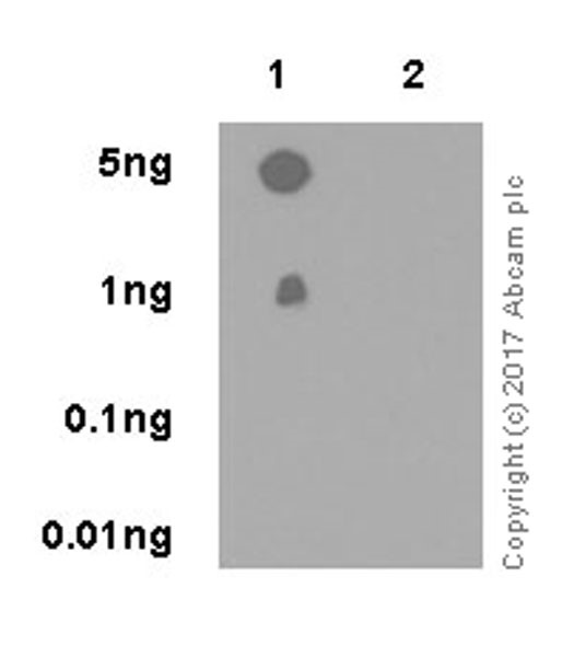 Dot Blot - Anti-PER2 (phospho S662) antibody [EPR19820] - BSA and Azide free (AB271972), expandable thumbnail
