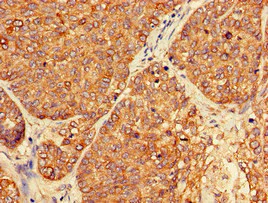Immunohistochemistry (Formalin/PFA-fixed paraffin-embedded sections) - Anti-PER3 antibody (AB224594)
