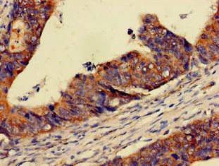 Immunohistochemistry (Formalin/PFA-fixed paraffin-embedded sections) - Anti-PER3 antibody (AB224594)