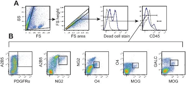 Flow Cytometry - PerCP/Cy5.5® Conjugation Kit - Lightning-Link® (AB102911)