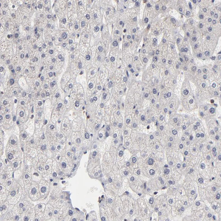 Immunohistochemistry (Formalin/PFA-fixed paraffin-embedded sections) - Anti-Peregrin/BRPF1 antibody (AB251669)