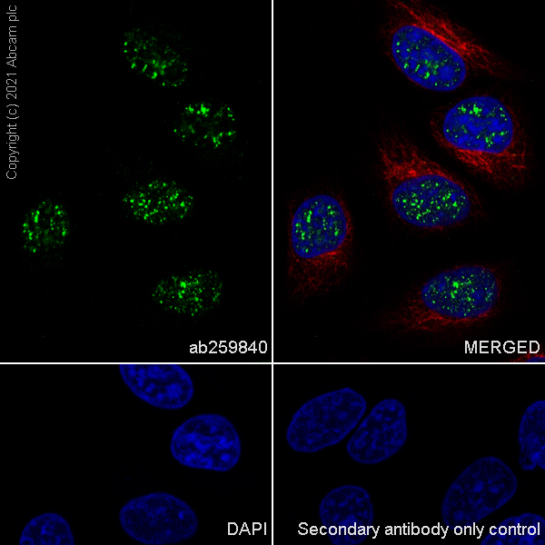 Immunocytochemistry/ Immunofluorescence - Anti-Peregrin/BRPF1 antibody [EPR24069-57] (AB259840), expandable thumbnail