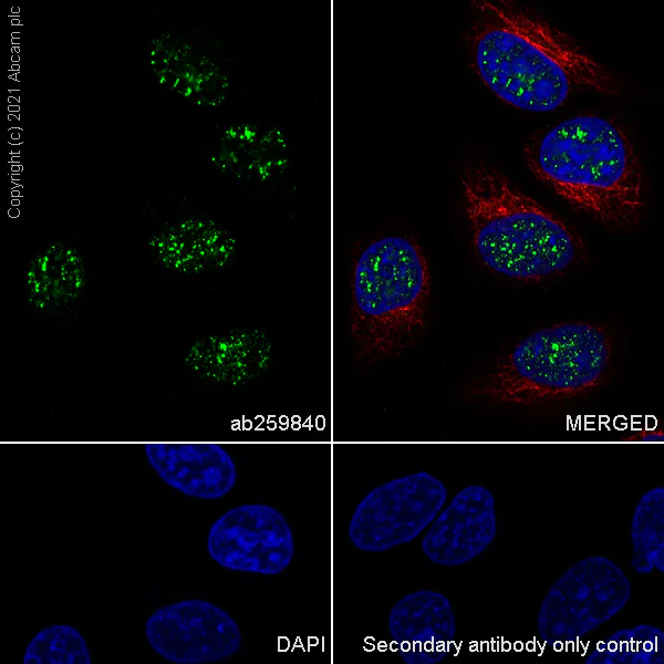 Immunocytochemistry/ Immunofluorescence - Anti-Peregrin/BRPF1 antibody [EPR24069-57] (AB259840)