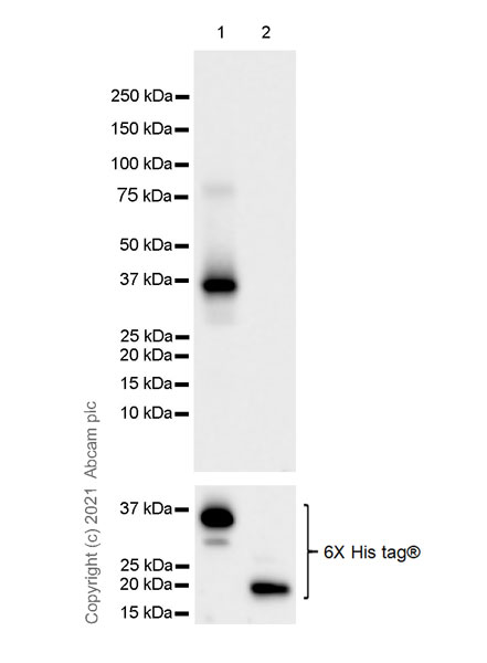 Western blot - Anti-Peregrin/BRPF1 antibody [EPR24069-57] (AB259840), expandable thumbnail