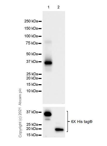 Western blot - Anti-Peregrin/BRPF1 antibody [EPR24069-57] (AB259840)