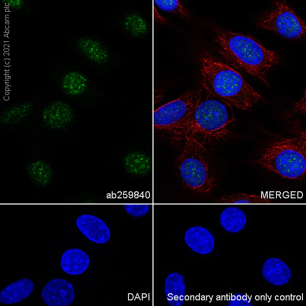 Immunocytochemistry/ Immunofluorescence - Anti-Peregrin/BRPF1 antibody [EPR24069-57] - BSA and Azide free (AB282024)