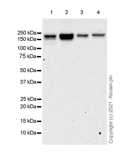 Western blot - Anti-Peregrin/BRPF1 antibody [EPR24069-57] - BSA and Azide free (AB282024)