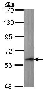 Western blot - Anti-Perforin antibody (AB97305)