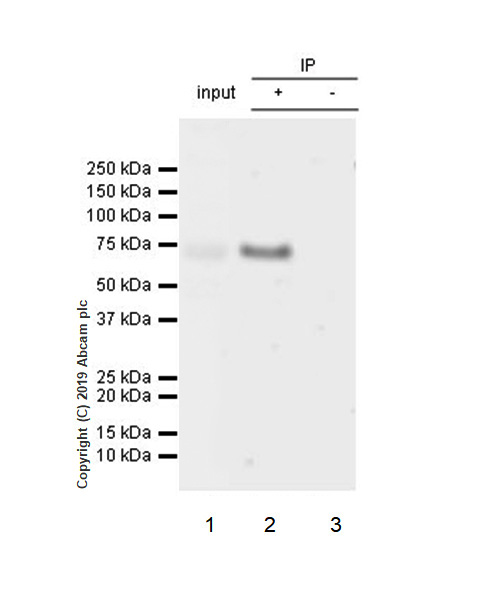 Immunoprecipitation - Anti-Perforin antibody [EPR22829-42] (AB256453)