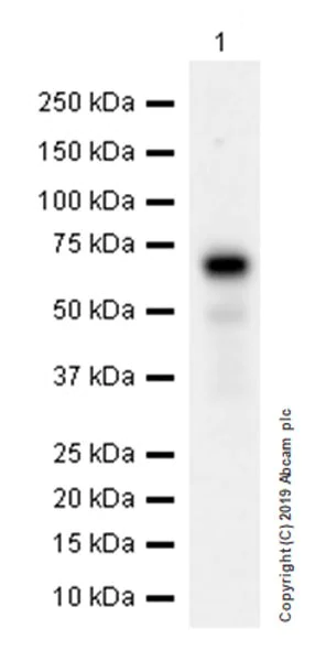 Western blot - Anti-Perforin antibody [EPR22829-42] (AB256453)