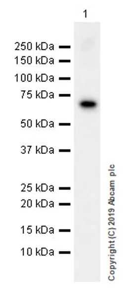 Western blot - Anti-Perforin antibody [EPR22829-42] (AB256453)