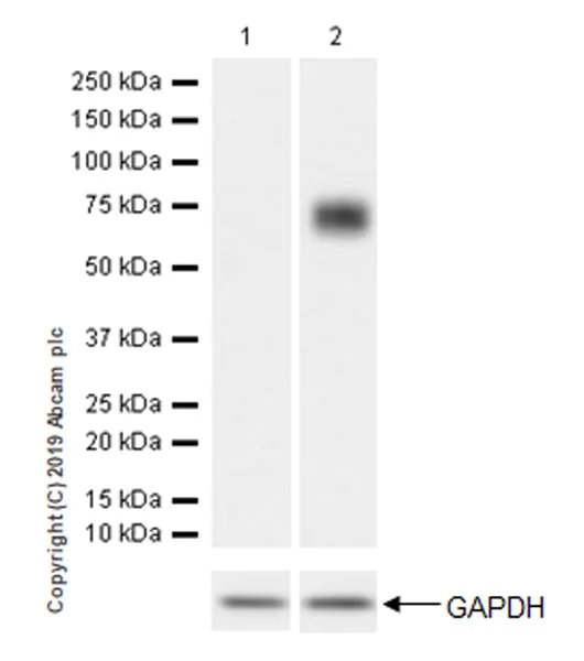 Western blot - Anti-Perforin antibody [EPR22829-42] (AB256453)