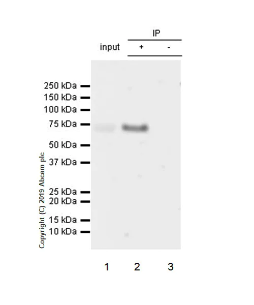 Immunoprecipitation - Anti-Perforin antibody [EPR22829-42] - BSA and Azide free (AB261727)