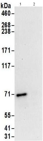 Immunoprecipitation - Anti-Pericentrin 1/FROUNT antibody (AB176801)