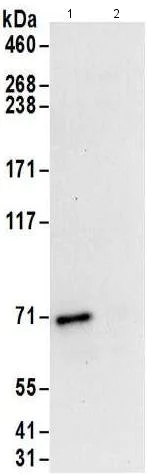 Immunoprecipitation - Anti-Pericentrin 1/FROUNT antibody (AB176801)