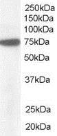 Western blot - Anti-Pericentrin 1/FROUNT antibody (AB19044)
