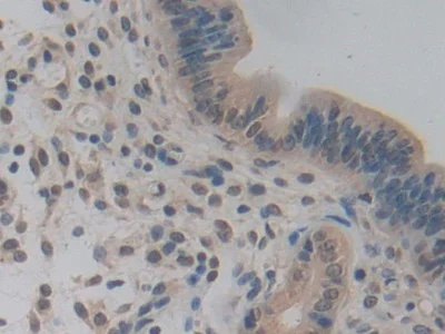 Immunohistochemistry (Formalin/PFA-fixed paraffin-embedded sections) - Anti-Pericentrin 1/FROUNT antibody (AB231958)